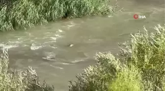 Nesli tükenme tehlikesi altında olan su samurları Hakkari'de görüntülendi