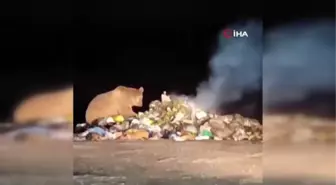 Yiyecek arayan boz ayı böyle görüntülendi