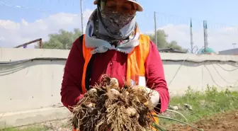 Çubuk Belediyesi Tarım Projesiyle Sarımsak Üretimine Başladı