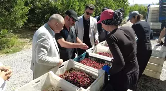 Yahyalı'da Kiraz Hasadı Başladı