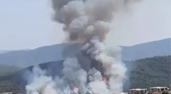 Muğla'nın Milas ilçesinde orman yangını çıktı