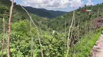 Ordu'da kaybolan kadını arama çalışmaları sürüyor