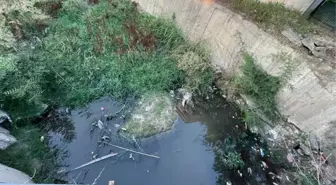 Halk çözüm bekliyor! Tekirdağ'da ıslah edilmeyen dere yatağı yılanların ve kurbağaların yuvası oldu