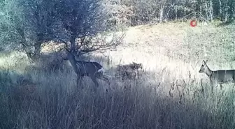 Yaban hayatının renkli görüntüleri fotokapanda