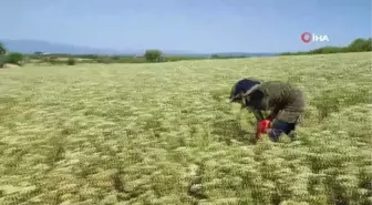 Denizli Kekiğinde Hasat Zamanı