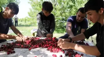 Sultandağı'nda Kiraz Hasadı Sürüyor