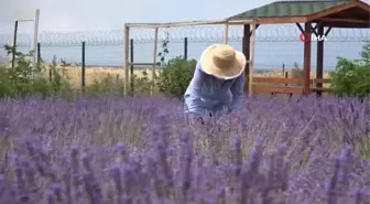 Renk cümbüşü tıbbi bitkiler doğal fotoğraf stüdyosu oluyor