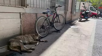 İzmir, Aydın ve Manisa'da Sıcaklık Rekor Seviyelere Ulaştı