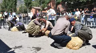 Şırnak'ta Geleneksel Kuzu Kırpma Kültür ve Yayla Festivali Düzenlendi