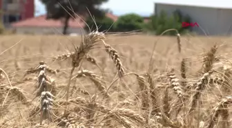 İZMİR İÇİN 'BOTANİK TURİZM ROTASI OLUŞTURMA' ÖNERİSİ