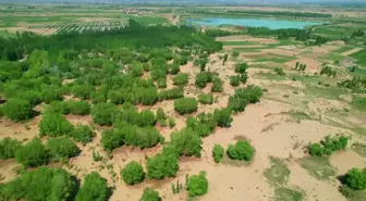 İç Moğolistan'da çölleşme önleniyor