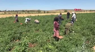 Kilis'te Domates Hasadı Başladı