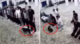 Sabah namazı vaktinde camiye giren köpek ile cemaatin imtihanı kamerada