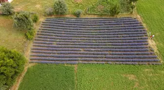 Giresun'da Hobi Amaçlı Lavanta Bahçesi Kuran Arkadaşlar Üretimi Artırmayı Hedefliyor