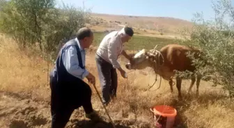 Elazığ'da kaçan kurbanlık inek 22 gün sonra yakalandı