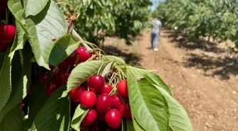 Mihalıççık Kirazı İhraç Ediliyor