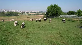 Türkiye'nin 'Boz sığır' ırkı koruma altına alındı