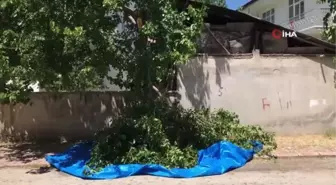 Dut silkelerken ağaçtan düşen adam ağır yaralandı