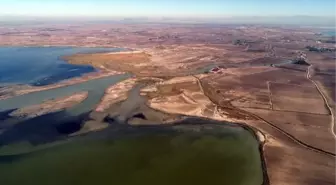 Akyatan Lagünü'nde Balık Popülasyonu Tehlikede