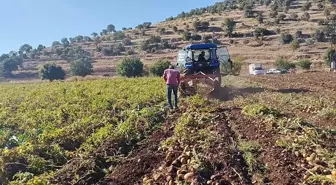 Mardin'de 320 Dönümlük Patates Tarlasında Günlük 200-300 Ton Hasat