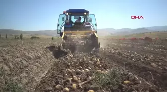 Sandıklı'da Patates Hasadı Başladı