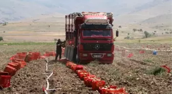 Sandıklı'da Patates Hasadı Başladı