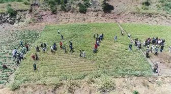 Antalya'da Kekik ve Adaçayı Hasat Edilmeye Başlandı