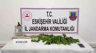 Eskişehir'de Mezarlıkta Kenevir Eken Şahıs Yakalandı