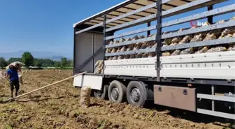 Sarı altın hasadı başladı; tarlada 13 liradan satılıyor