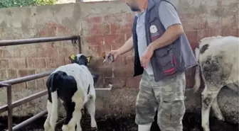 Nazilli ve Kuyucak'ta Şap Hastalığı Nedeniyle Karantina