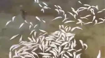 Mudanya'da Ölü Balık Faciası