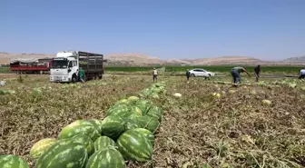 Diyarbakır'da Karpuz Hasadı Başladı