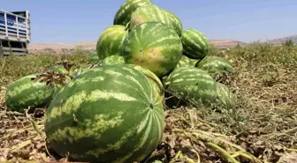 Diyarbakır'da Tadı ve Büyüklüğüyle Ünlü Karpuzun Hasadı Başladı