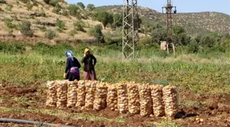 Mardin'de Tarım İşçilerinin Zorlu Mesaisi