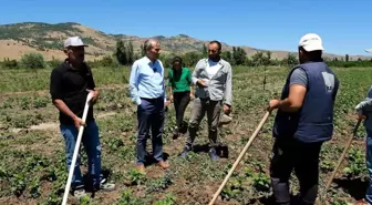 Malatya'nın Arguvan ilçesinde kuru fasulye ekimi yapıldı