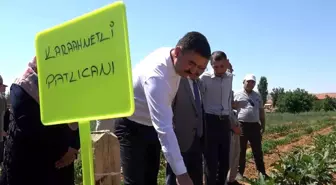 Kırıkkale'de Çiftçiler Ata Tohumlarıyla Organik Tarım Yapıyor