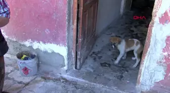 Hayvansever çift evden çıkarılınca otelde kaldı, besledikleri hayvanlar sahiplenildi