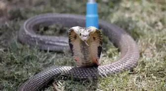 Hindistan'da Kız Arkadaş Tarafından Zehirli Kobra Kullanılarak Öldürülen Adamın Olayı