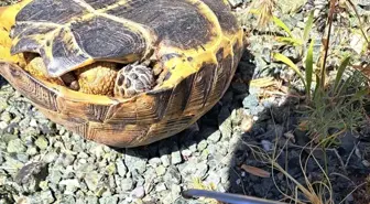 Malatya'da Kenelerden Kurtarılan Ters Dönen Kaplumbağa Özgürlüğüne Kavuştu