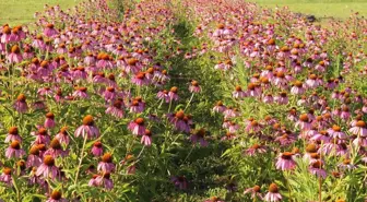 Samsun'da Ekinezya Üretimi Başladı