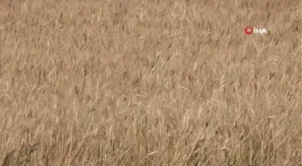 Keçiören'de yılın ilk buğday hasadı yapıldı