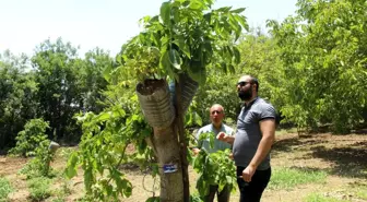 Şırnak'ta Ceviz Ağaçlarına Yapılan Aşılama ile Verim Artırılıyor