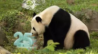 Dev Panda Mei Xiang, 25. Yaş Gününü Washington'da Kutladı