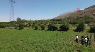 Erzincan'da sebze üretimi artıyor