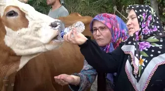 Yalova'da Köylüler Susuzluk Nedeniyle Eylem Yaptı