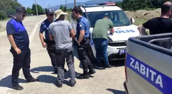 Yalova Altınova Belediyesi Zabıta Amirliği, Deniz Börülcesi Toplayan Şahsı Yakaladı