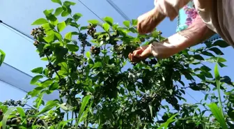 Pendik'te Yaban Mersini Üretimi Yapılan Üretim Merkezi