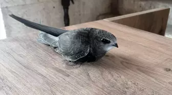 Safranbolu'da Yaralı Bulunan Ebabil Kuşu Tedavi Edildi