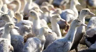 İnsanlar Kuş Gribine Karşı Savunma Sistemi Geliştirdi