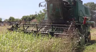 Düzce Belediyesi Tarım Seferberliği Kapsamında Buğday Hasadı Yapıldı